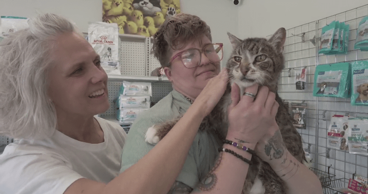 Lost Cat Reunited | ABnewz