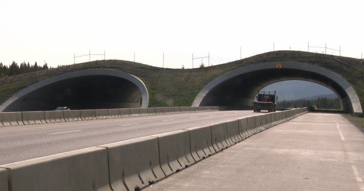 Kananaskis wildlife overpass | ABnewz